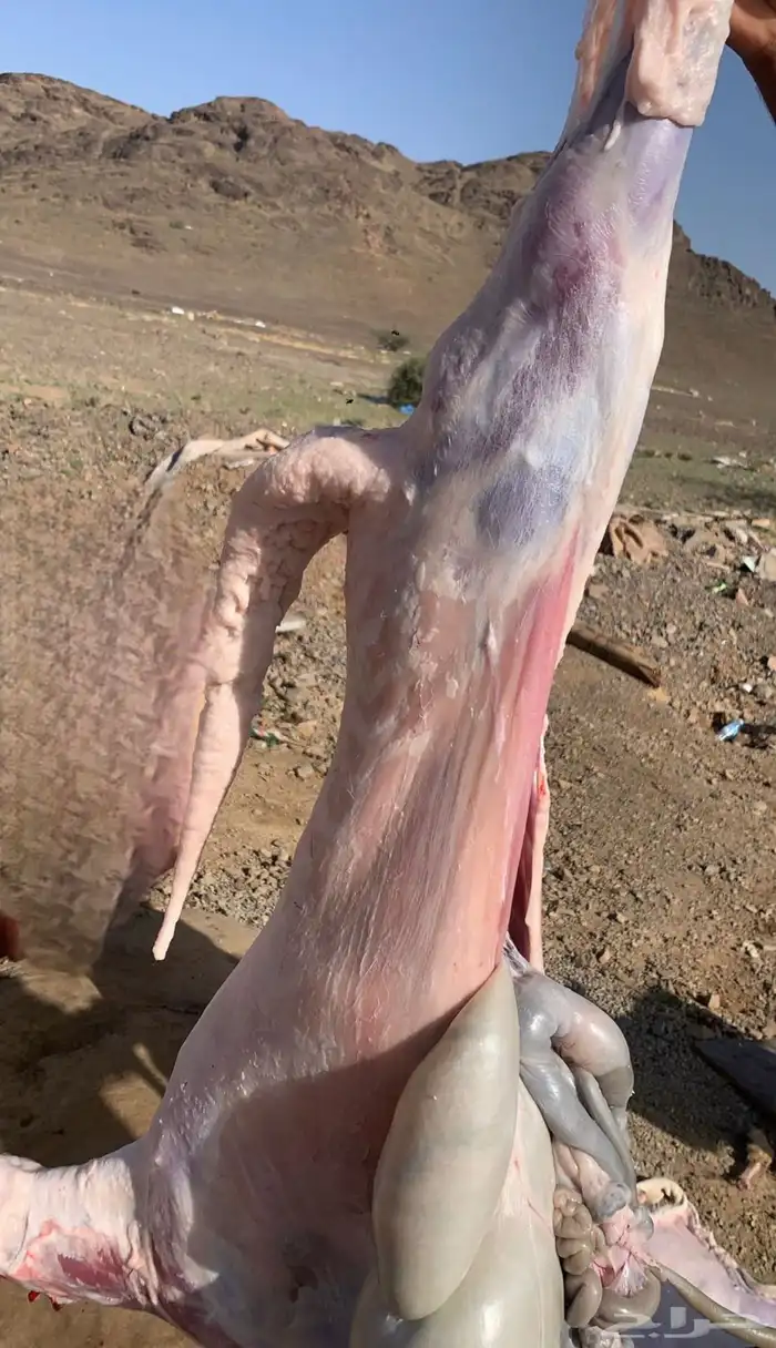 سواكن حمري درجة اولى 15