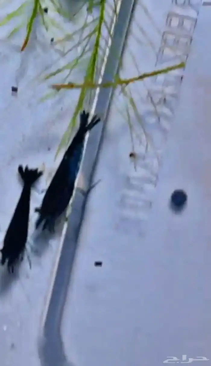 شريمب نهري لاحواض السمك 6