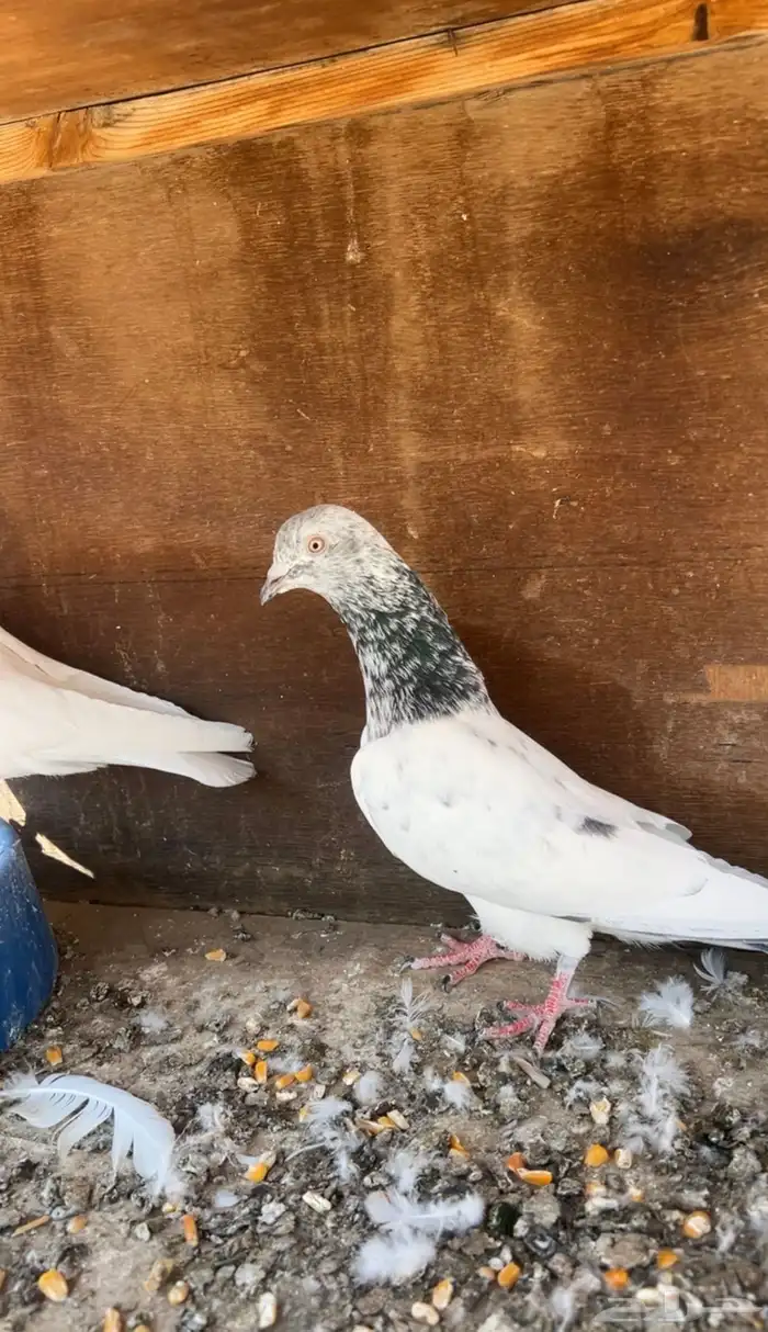 حمام باكستاني 0