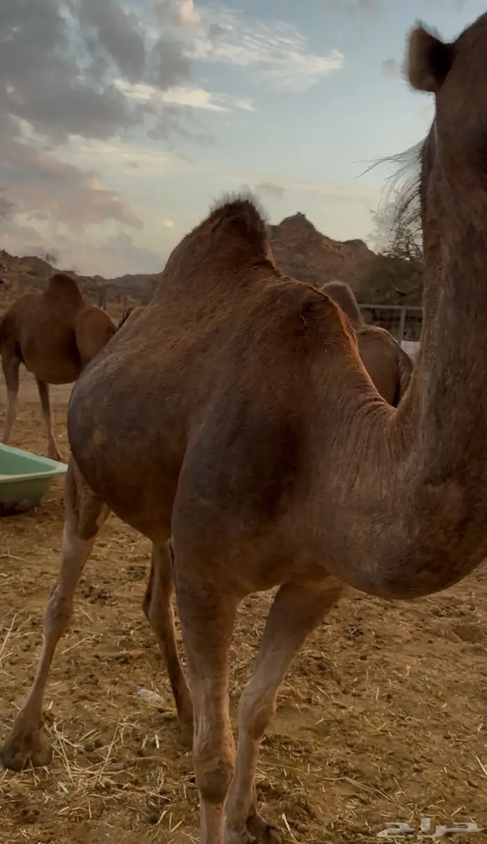 نياق مداني للبيع تمم البيع 0