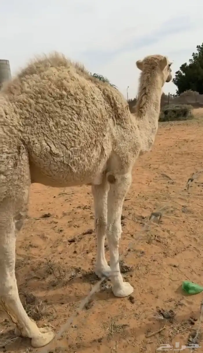 قعود مفرود ناهي 0