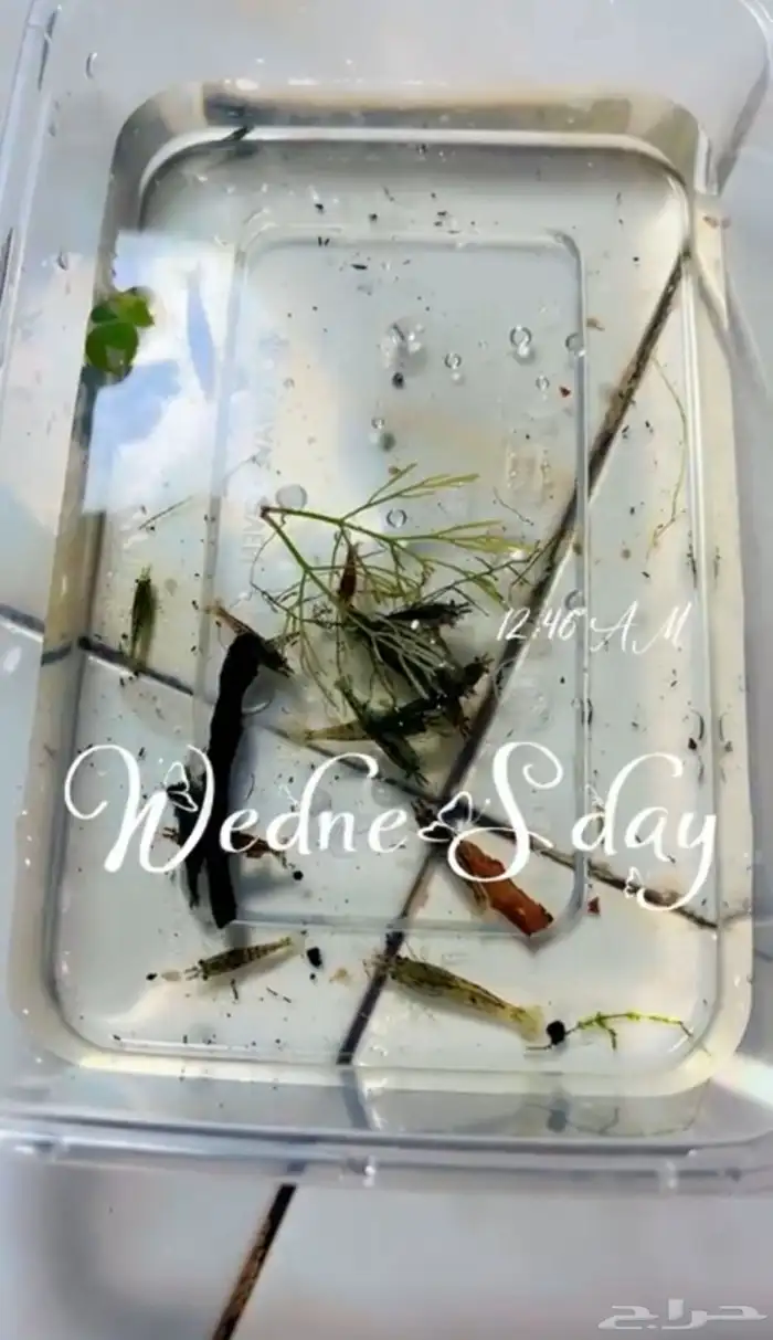 شريمب نهري لاحواض السمك 5