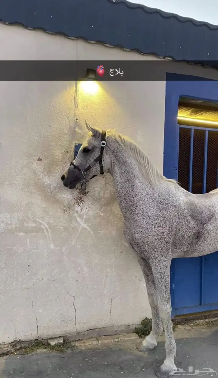 حصان واهو و  البيع شعبي 0