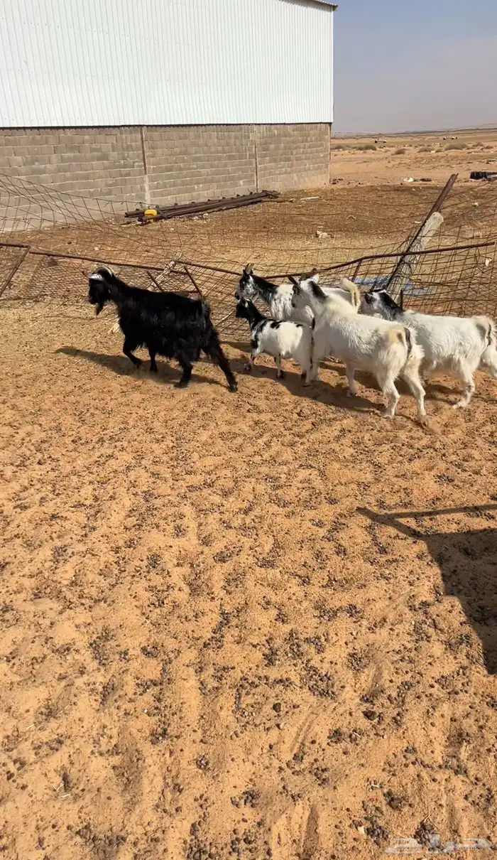 جانين تبعد عن حائل 80 ك 2