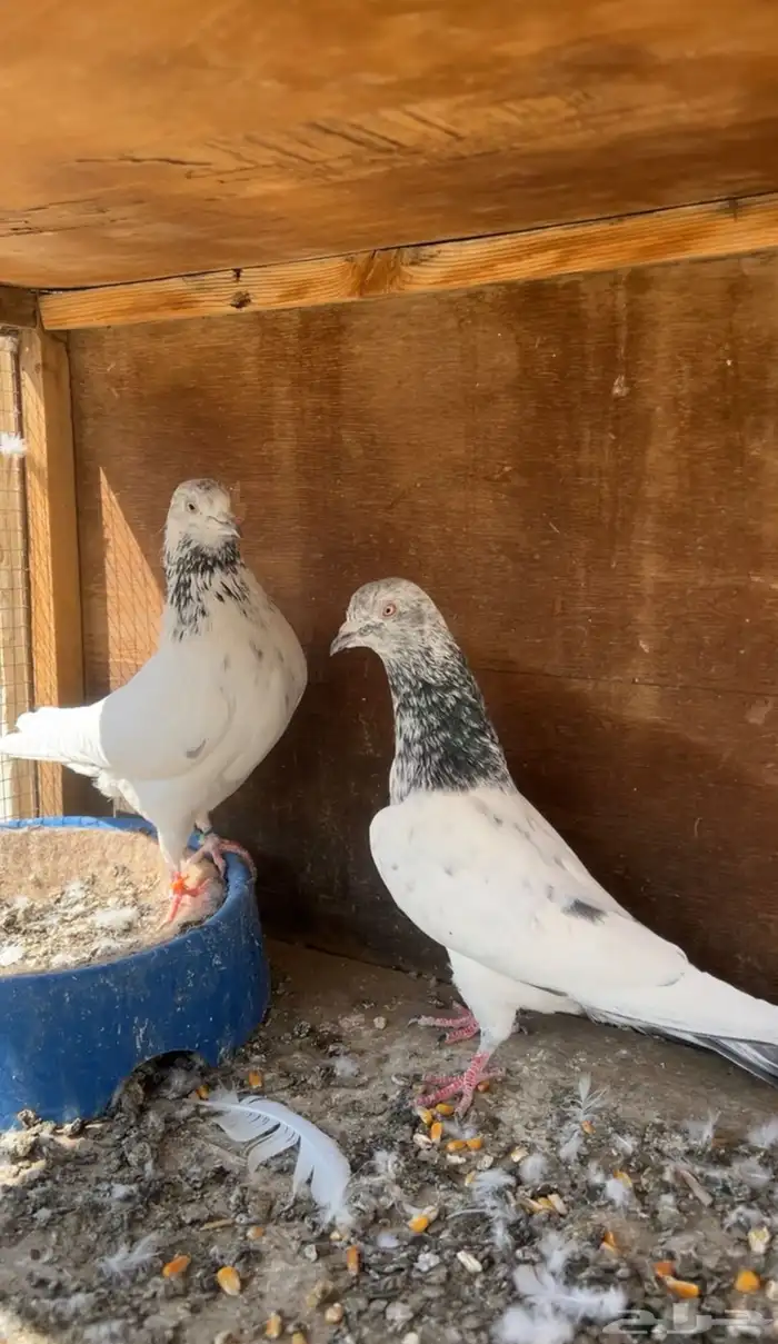 حمام باكستاني 1