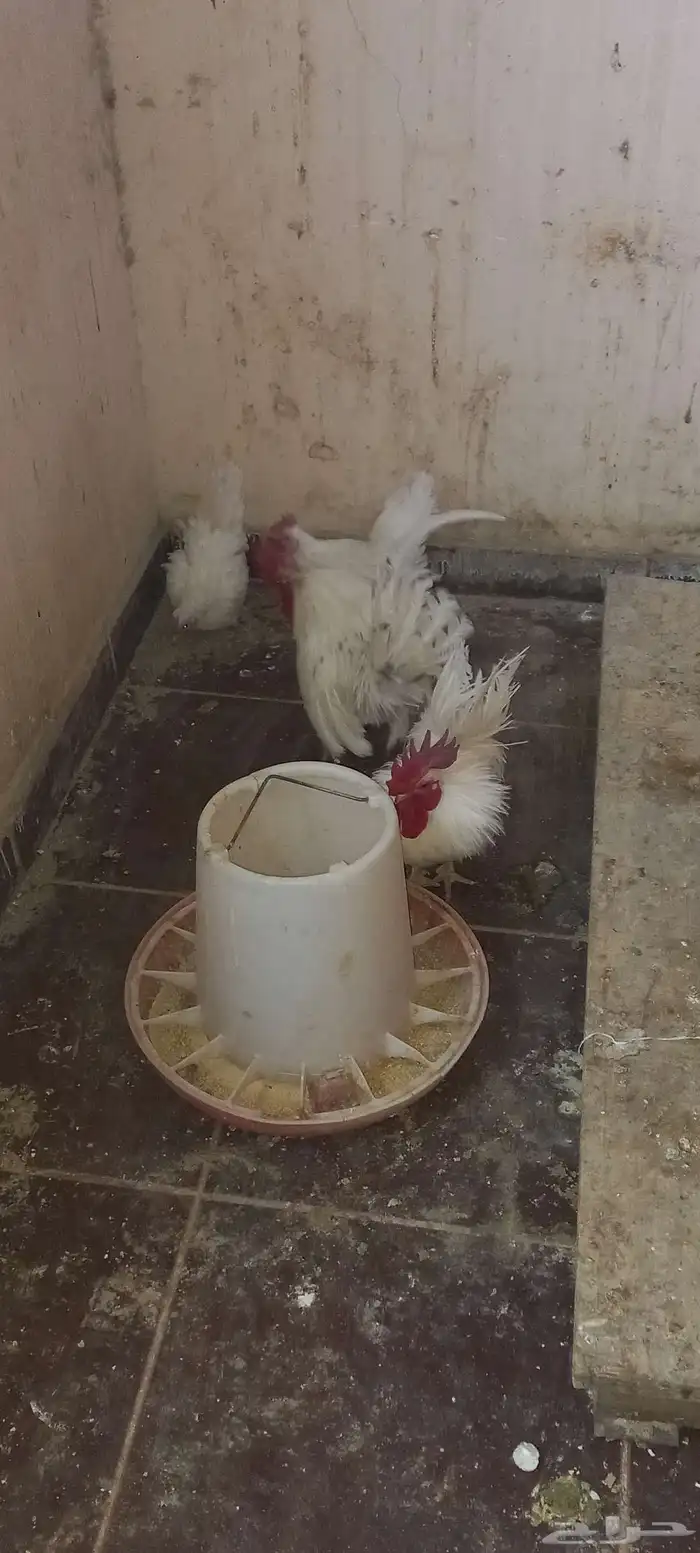 دجاج جابنيز للبيع 2
