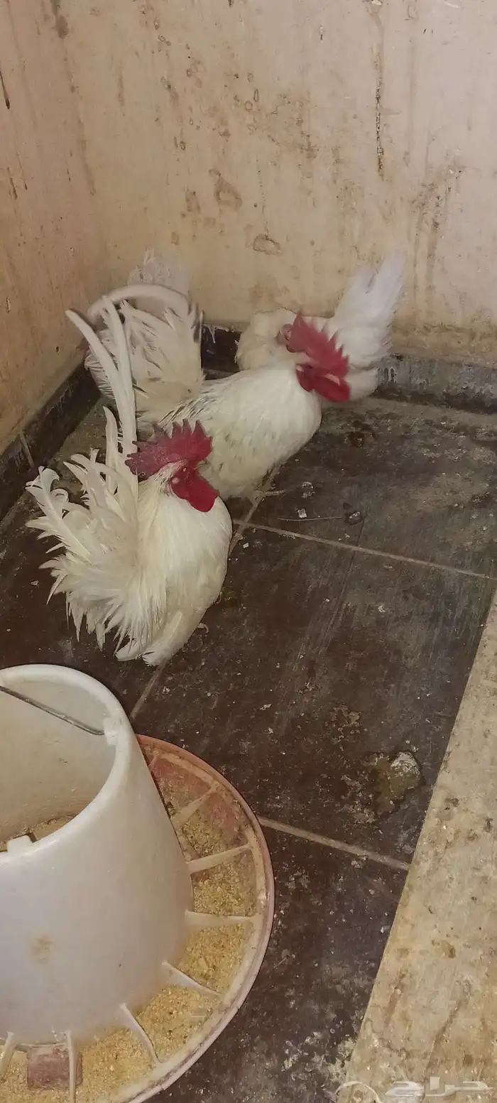 دجاج جابنيز للبيع 0