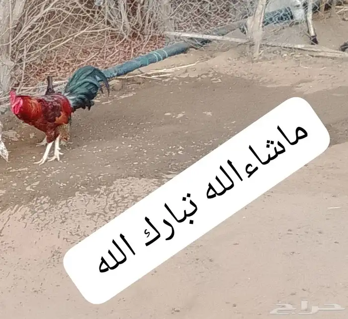 السلام عليكم ورحمه الله وبركاته صلوا على النبي أعرض لكم ديك 1