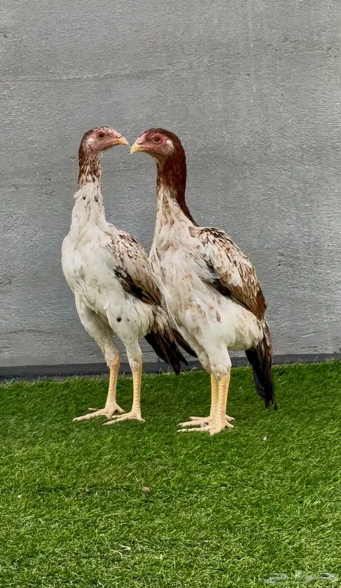 شامو ياباني 5