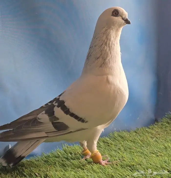 جوز بوز ابيض بكحله 3