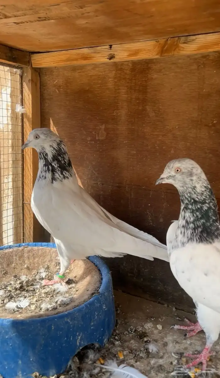 حمام باكستاني 2