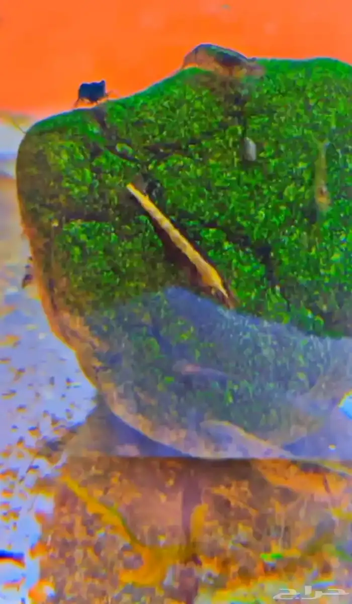 شريمب نهري لاحواض السمك 0