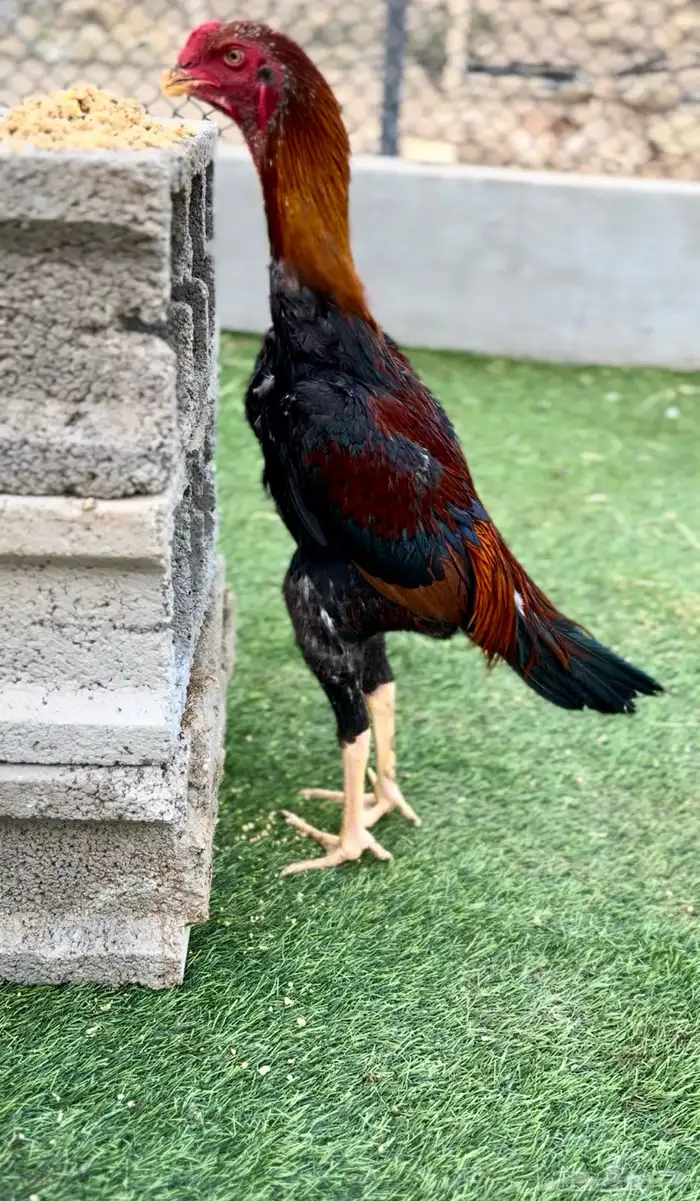 شامو ياباني 6