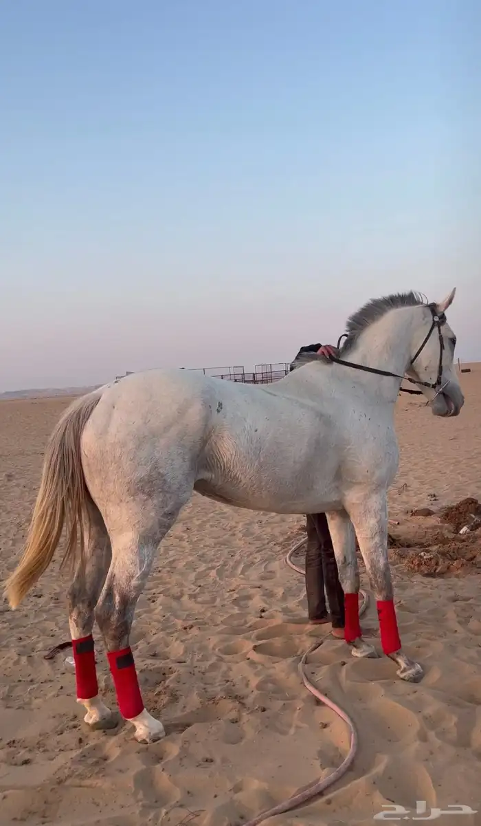 للبيع فرس مهجنه 3