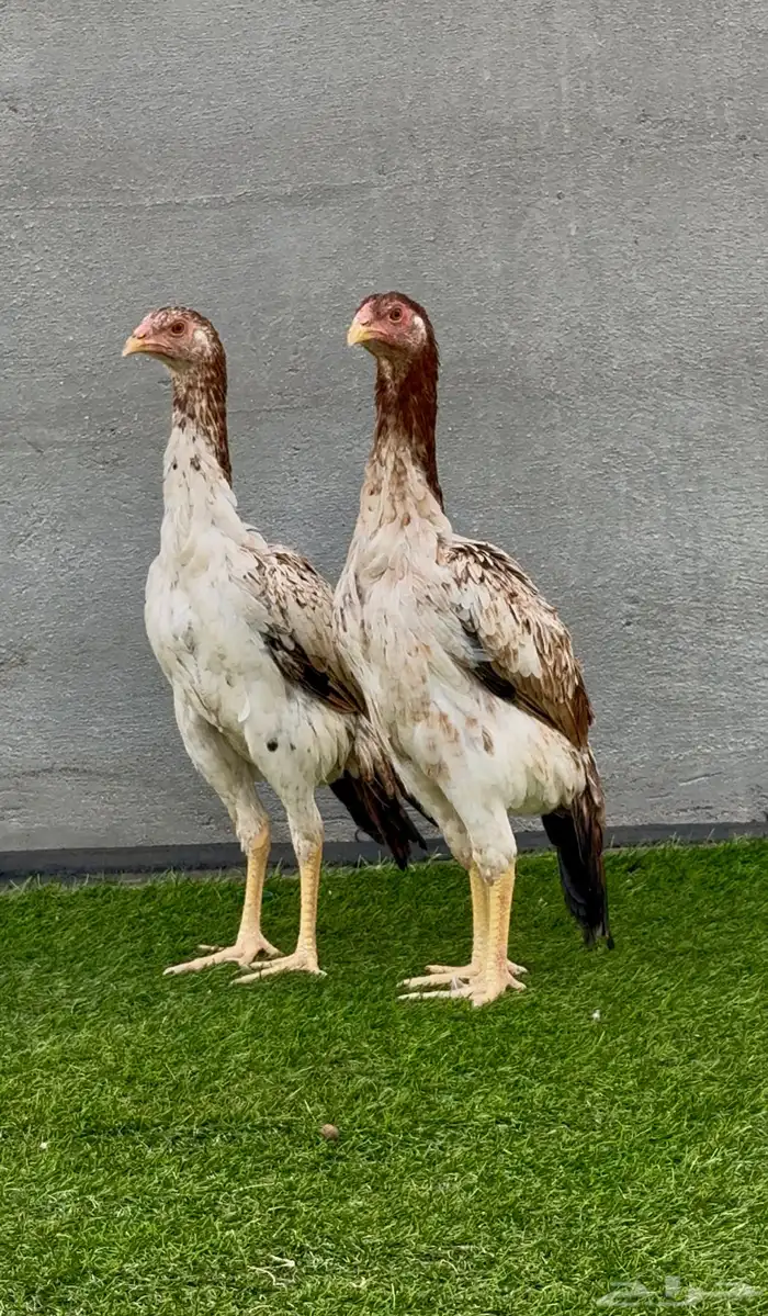 شامو ياباني 4