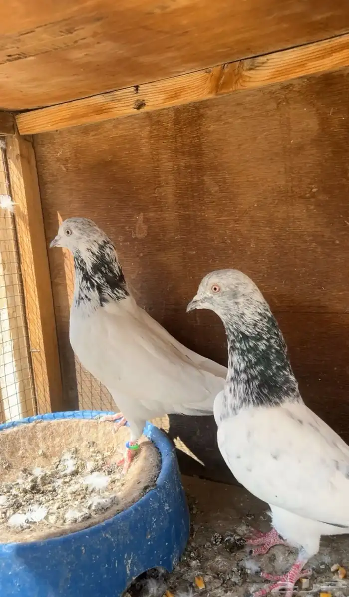 حمام باكستاني 3