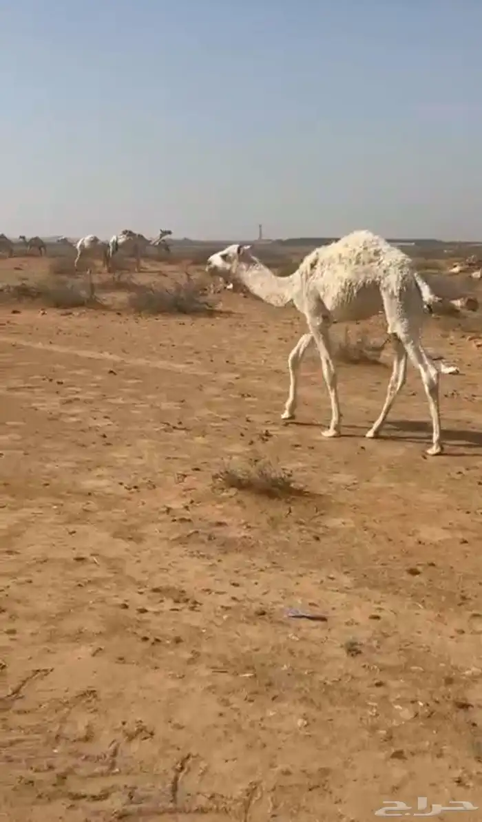 بكرة وقعود للبيع 2