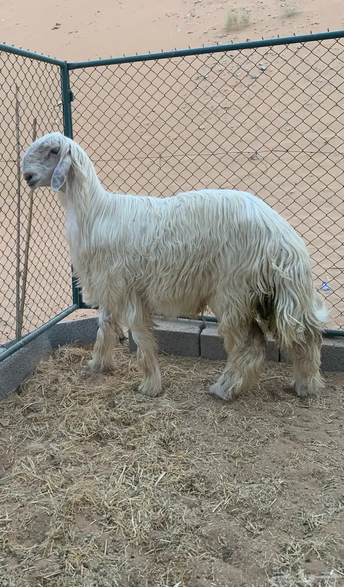 طلي نجدي عيسي 1