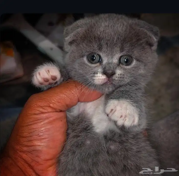 للبيع محبين كيتن سكوتش وراغدول العمر شهر واسبوع 5