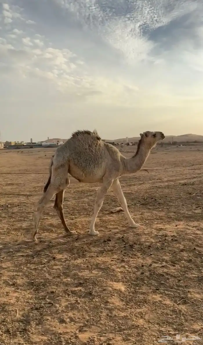 للبيع بكره حواره العمر 6شهور 1