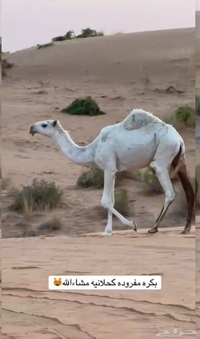 بكره مفروده كفو كحيلانيه جده الكنق بعير الطهيمي 0