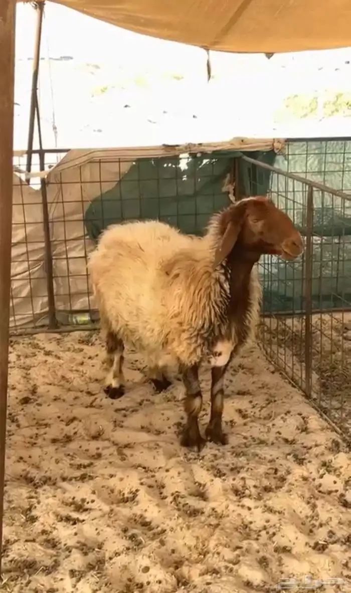 شاه نعيميه 1