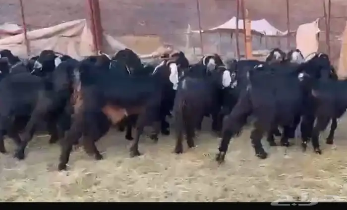 معزاء اتلاد ودفيع وصغار سن 1