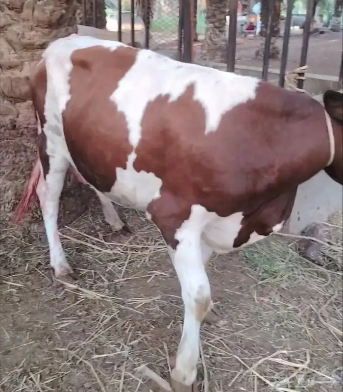 بقره هولاندي فاخر اول ولده تحتها أنثى 3