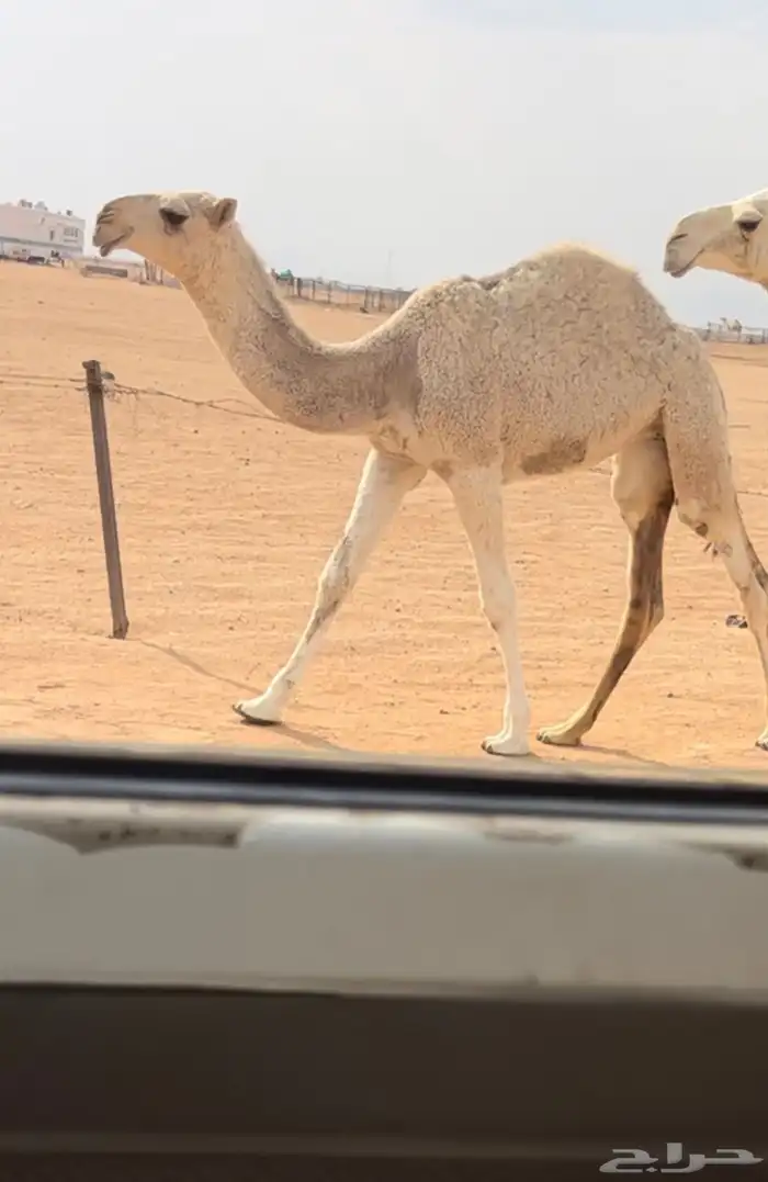 عشرا حدرها بكره كفوو 1