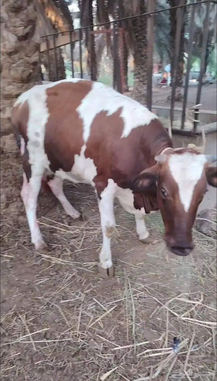 بقره هولاندي فاخر اول ولده تحتها أنثى 4