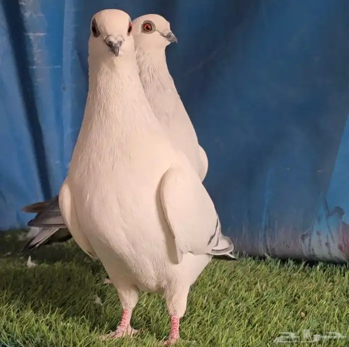 جوز بوز ابيض بكحله 2