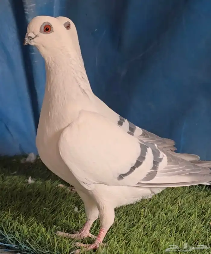 جوز بوز ابيض بكحله 0