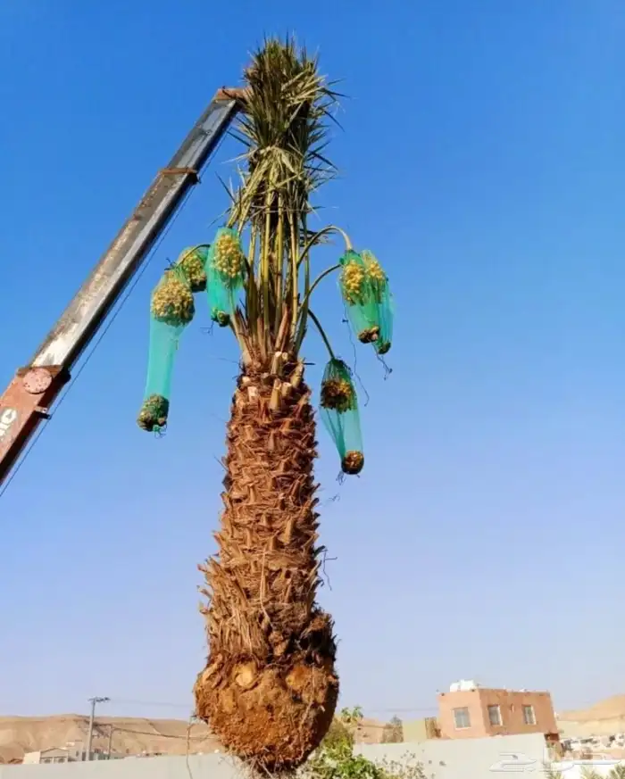 نخل مثمر نقايل نخل واشنطني اخلاص سكري برحي صقعي شيشي هلالي 5