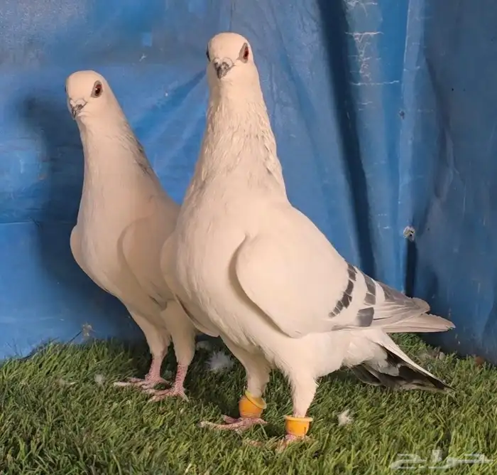 جوز بوز ابيض بكحله 6