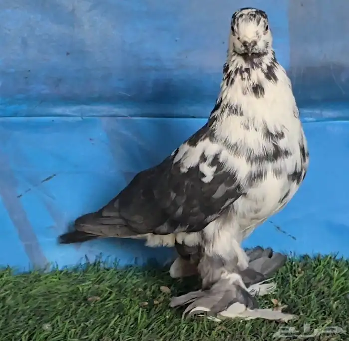 جوز سنافير مرتب 3