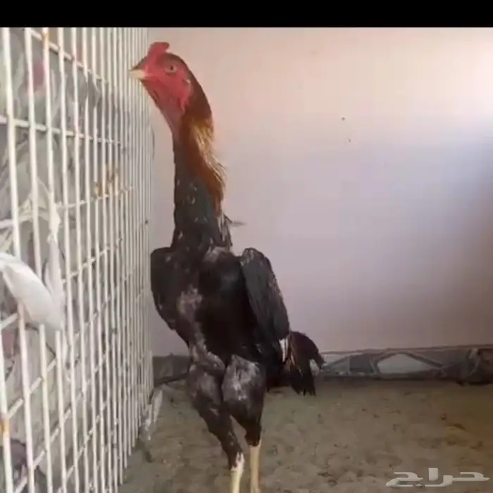 ديك شامو ياباني 0