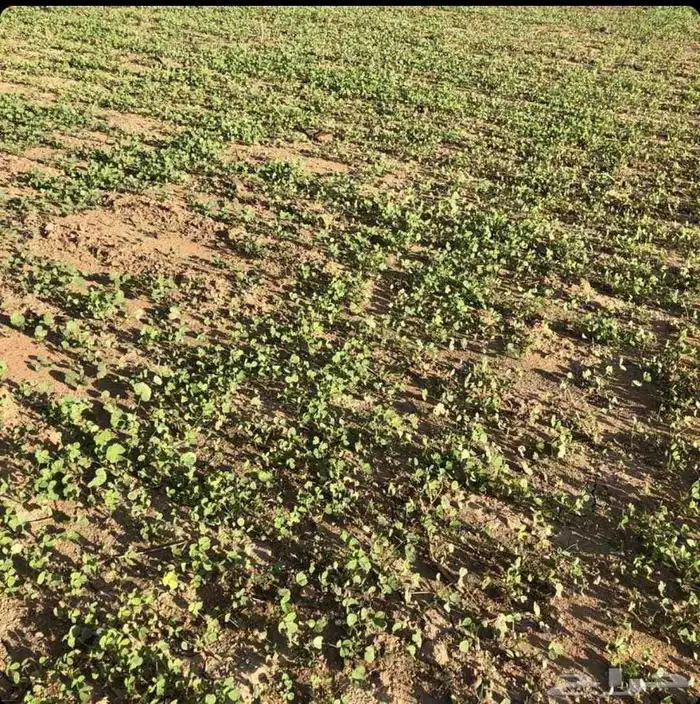 مطلوب مزرعه برسيم للإيجار السنوي 0