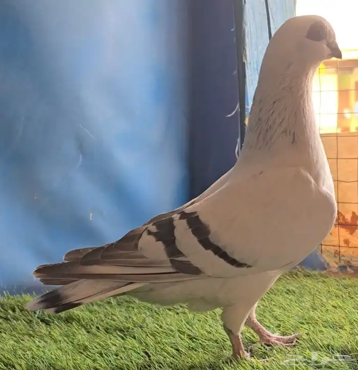 جوز بوز ابيض بكحله 1