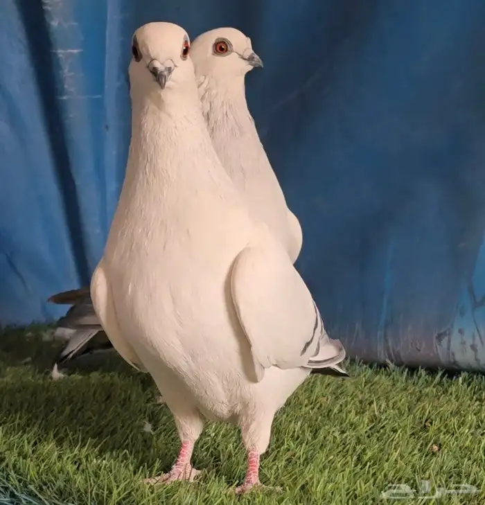 جوز بوز ابيض بكحله 4