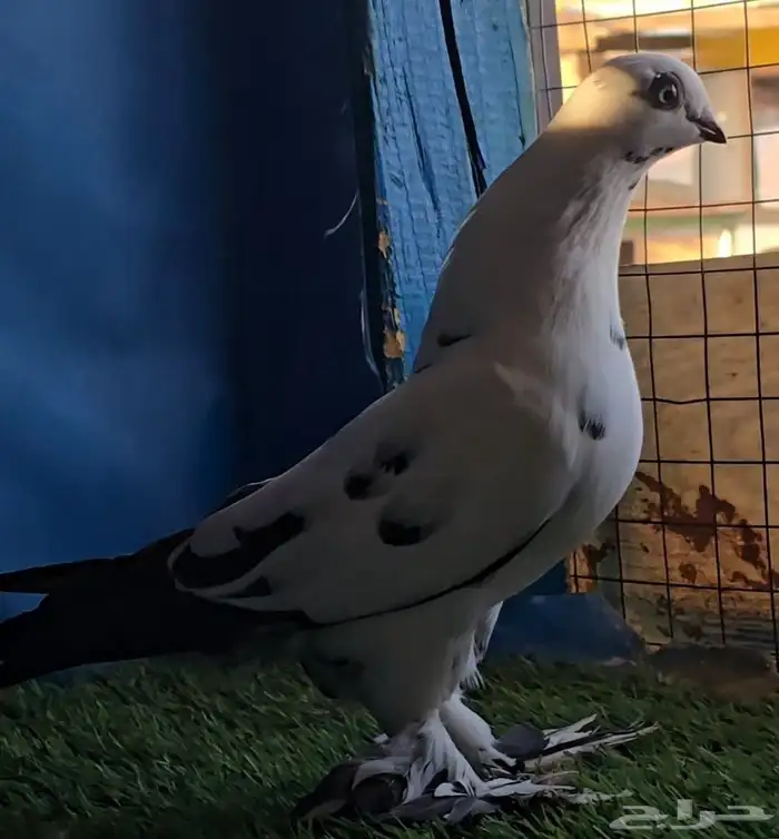 جوز سنافير مرتب 2