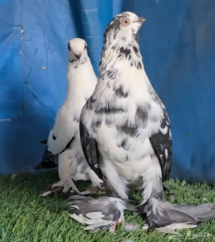 جوز سنافير مرتب 1