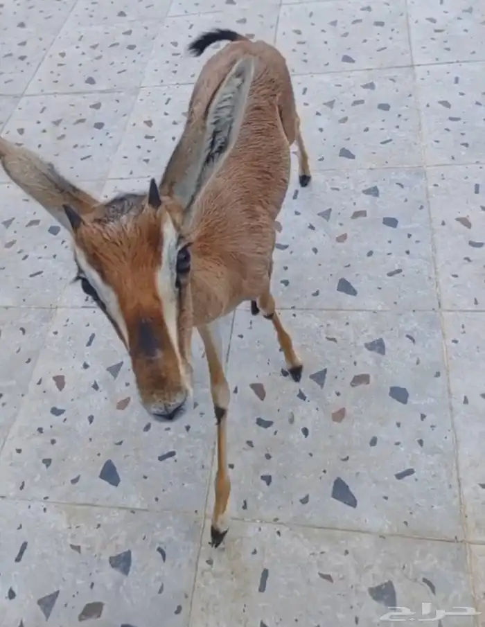 تيس ادمي اليف مره 0