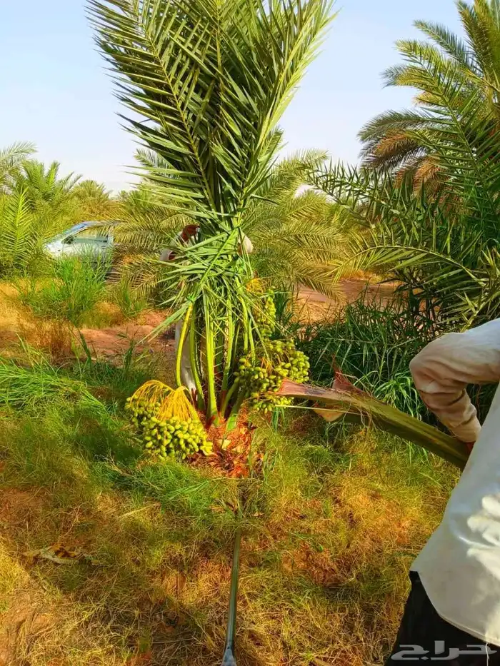 بيع نخل مثمر نقايل جثايث واشنطني اخلاص سكري برحي صقعي مجدول 5