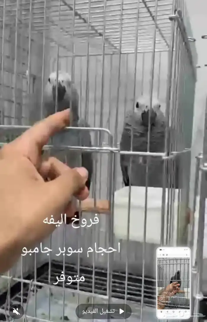 فروخ كاسكو اليفه احجام 1