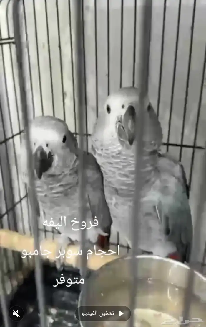 فروخ كاسكو اليفه احجام 0