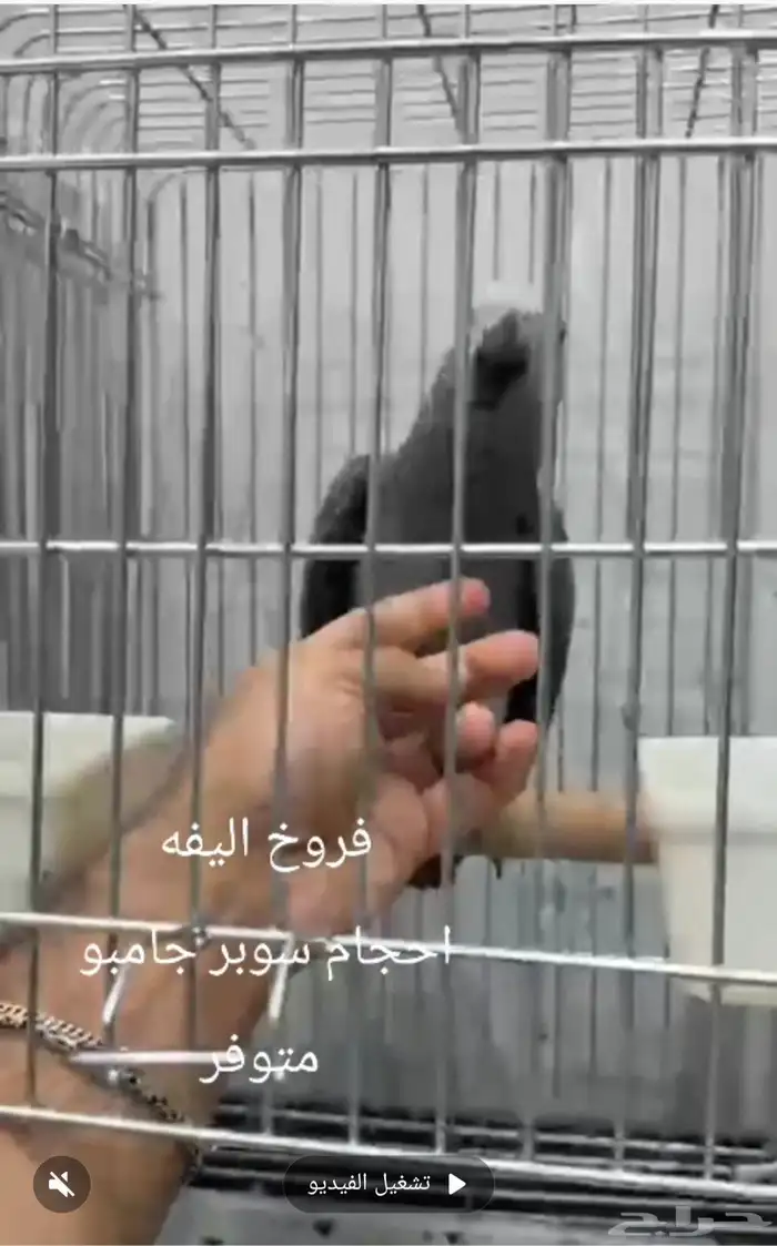 فروخ كاسكو اليفه احجام 2