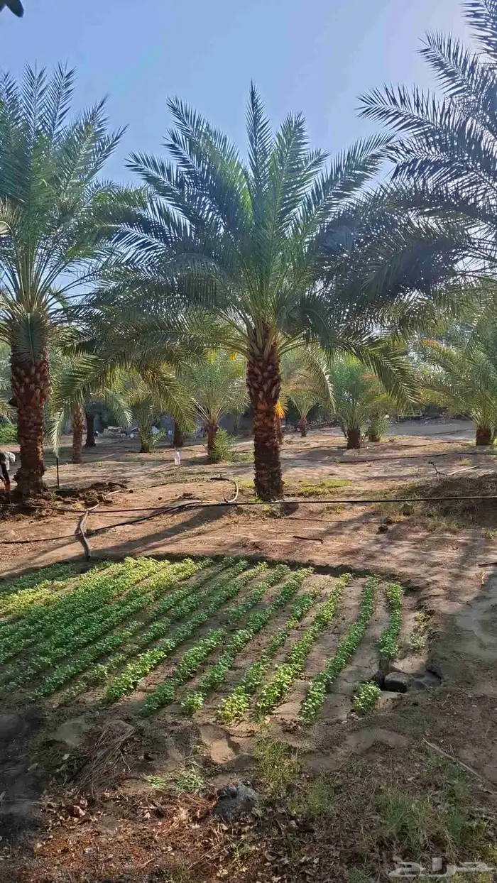نخيل عربي وجميع المقاسات والنوعيات سكري برحي خلاص مجدول صقعي 8