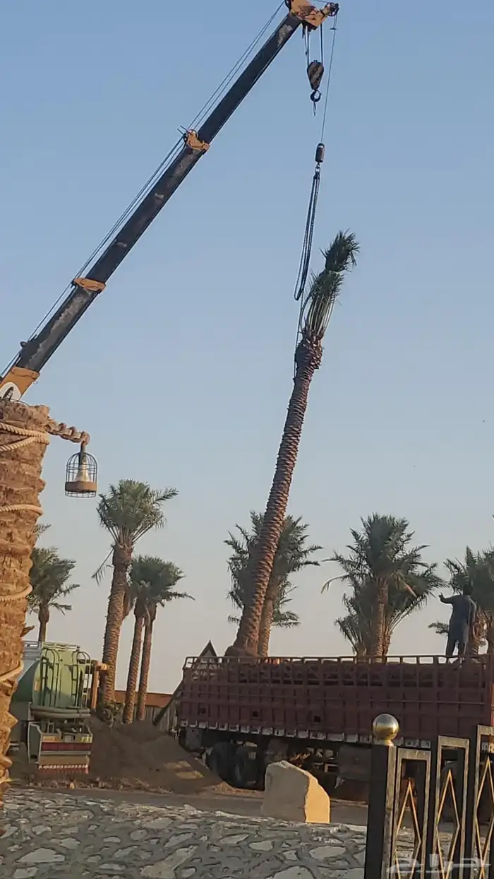 نخيل البيع بجميع أنواعه 4