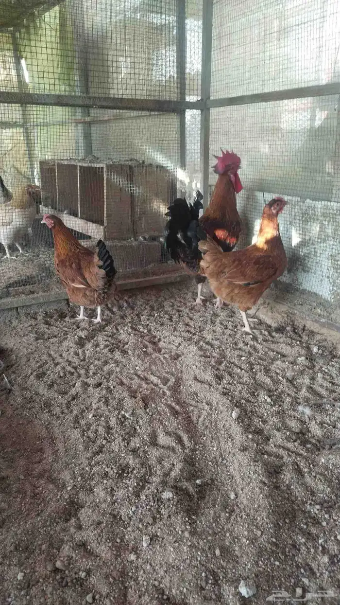 دجاج تركي فاخر 0