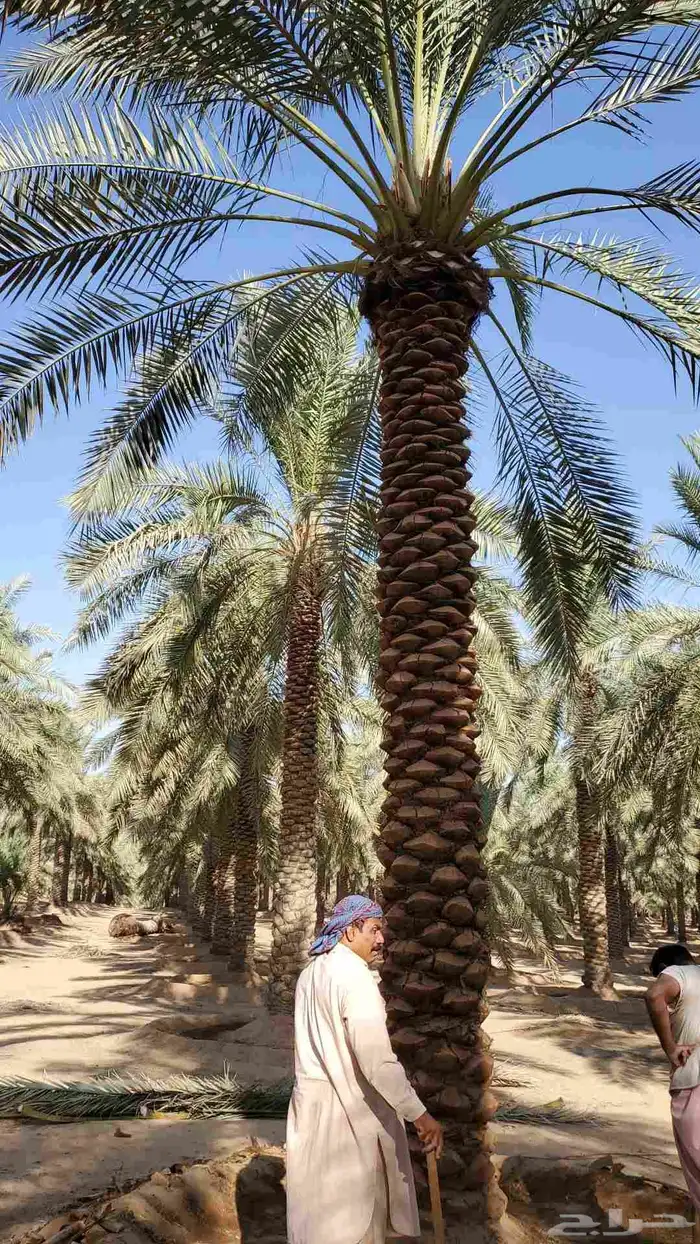 نخيل البيع بجميع أنواعه 2